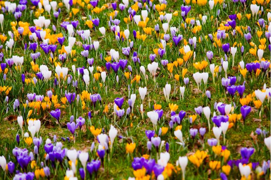 'Favorites' krokusblandning